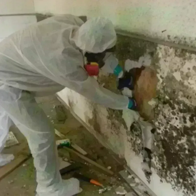 Mold Remediation and Removal in DeSoto County, FL